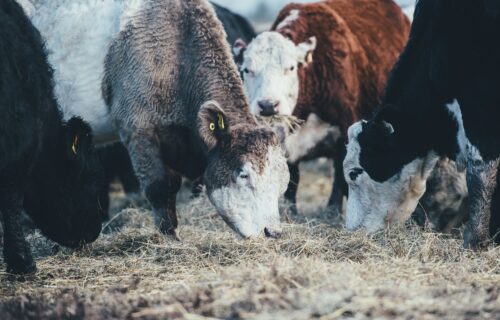 Race à viande vs race laitière | Comprendre les différences de qualité