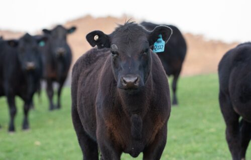 Black Angus | La race du bœuf d&rsquo;Argentine et d&rsquo;Uruguay