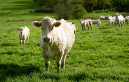 Race Charolaise | Origines, élevage et qualités de viande