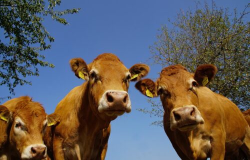 Race Limousine | La bovine du Massif Central réputée pour sa tendreté