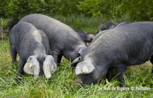 Les différentes races de porc | Du Noir de Bigorre au porc ibérique