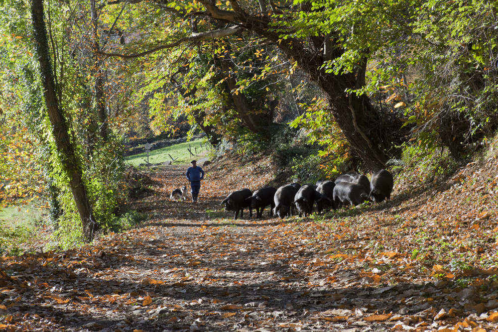 Porcs Noir de Bigorre en promenade aux confins des Pyrénées.