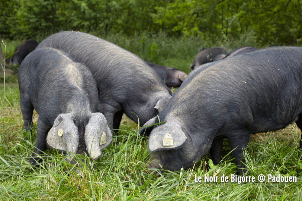 Porc Noir de Bigorre AOP