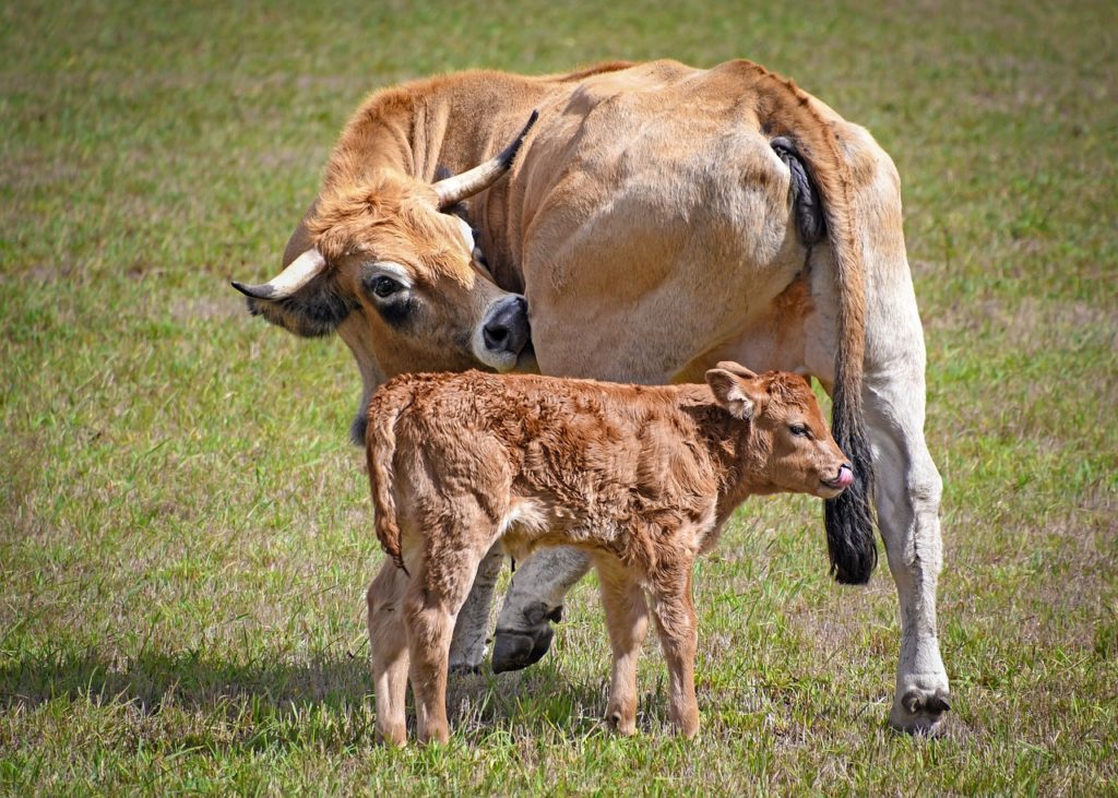 Le boeuf Aubrac