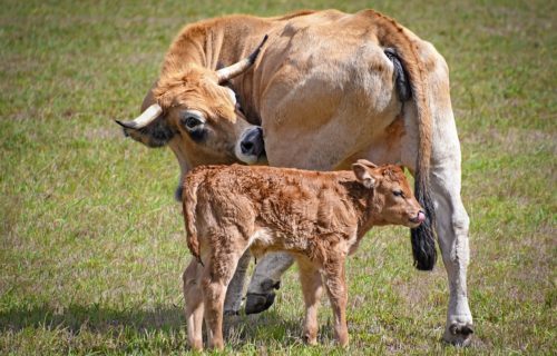 Race Aubrac | Tout savoir sur cette bovine d&rsquo;Aveyron