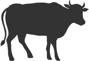Black Angus