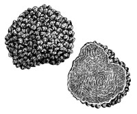 Les truffes fraîches