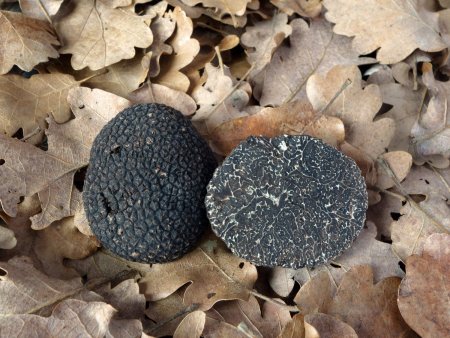 Truffe noire du Périgord